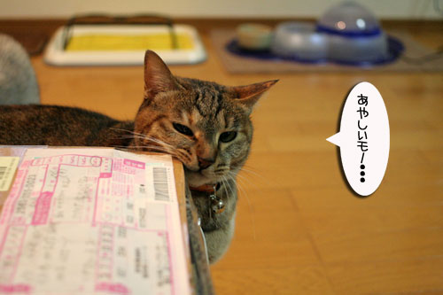 宅配便に集まるのは_d0355333_16510576.jpg