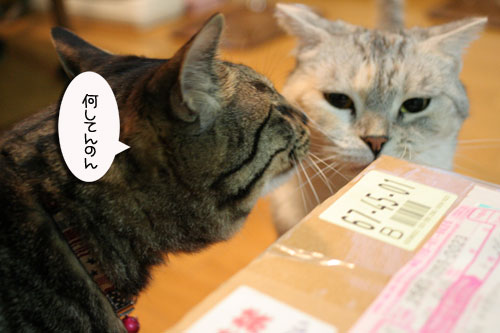 宅配便に集まるのは_d0355333_16510607.jpg