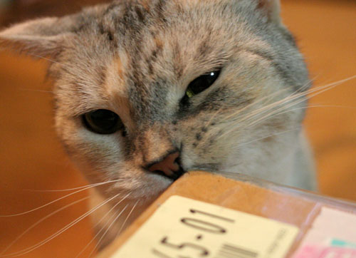 宅配便に集まるのは_d0355333_16510652.jpg