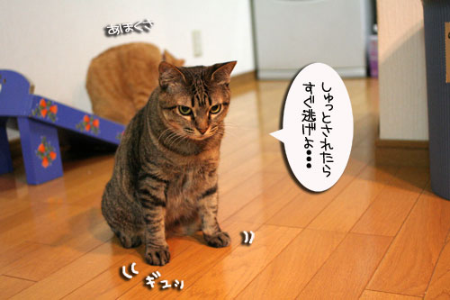 宅配便に集まるのは_d0355333_16510744.jpg