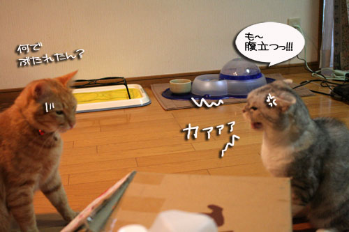 宅配便に集まるのは_d0355333_16510861.jpg