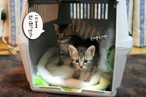 ちび~ずご帰宅_d0355333_16511940.jpg