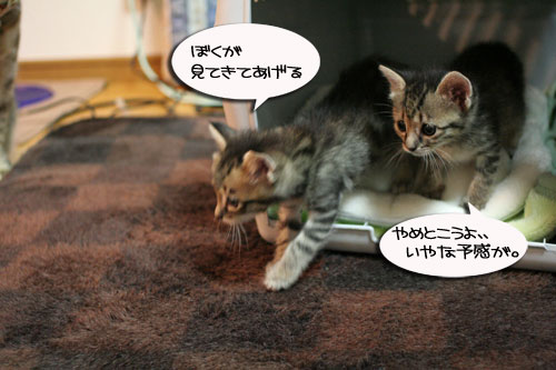 ちび~ずご帰宅_d0355333_16512025.jpg
