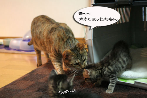 ちび~ずご帰宅_d0355333_16512187.jpg