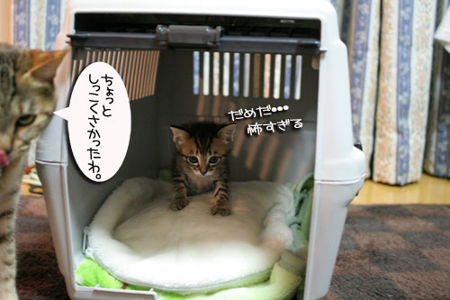 ちび~ずご帰宅_d0355333_16512229.jpg