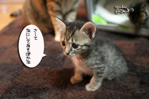 ちび~ずご帰宅_d0355333_16512312.jpg