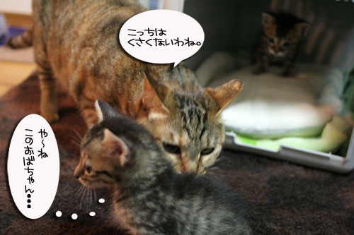 ちび~ずご帰宅_d0355333_16512329.jpg