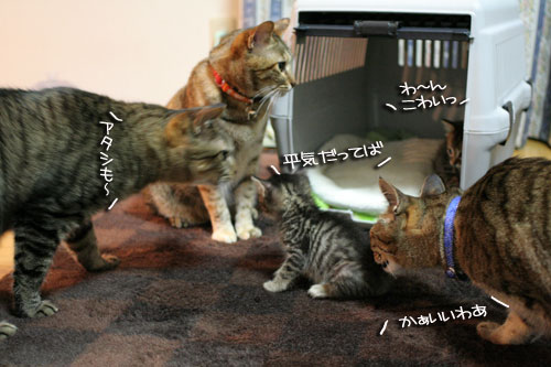 ちび~ずご帰宅_d0355333_16512406.jpg
