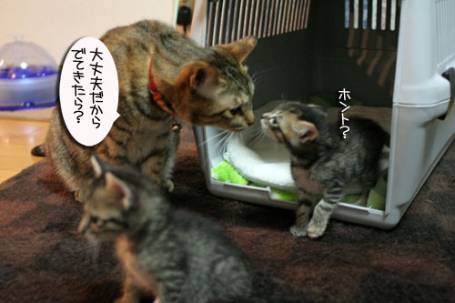 ちび~ずご帰宅_d0355333_16512413.jpg