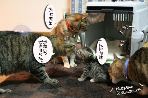 ちび~ずご帰宅_d0355333_16512429.jpg