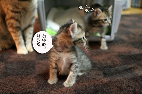 ちび~ずご帰宅_d0355333_16512492.jpg