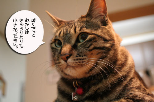 ちび~ずご帰宅_d0355333_16512569.jpg