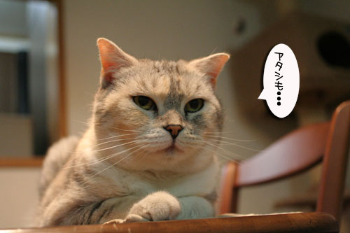 ちび~ずご帰宅_d0355333_16512573.jpg