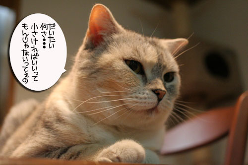 ちび~ずご帰宅_d0355333_16512593.jpg