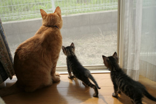 子猫と一緒にのんびり休日_d0355333_16512653.jpg
