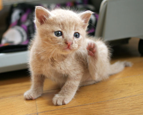 子猫と一緒にのんびり休日_d0355333_16512728.jpg