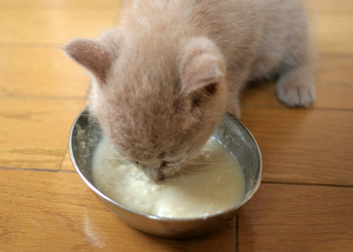 子猫と一緒にのんびり休日_d0355333_16512748.jpg