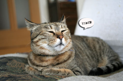 子猫と一緒にのんびり休日_d0355333_16512829.jpg
