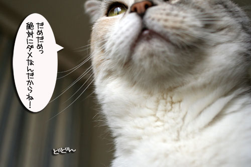 子猫と一緒にのんびり休日_d0355333_16512844.jpg