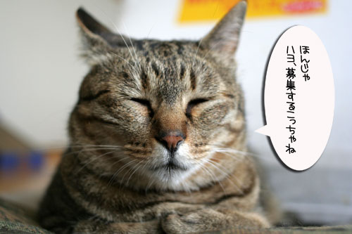 子猫と一緒にのんびり休日_d0355333_16512871.jpg