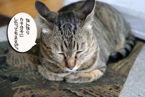 子猫と一緒にのんびり休日_d0355333_16512896.jpg