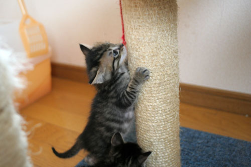 お知らせと、いもづるにゃんず_d0355333_16514117.jpg
