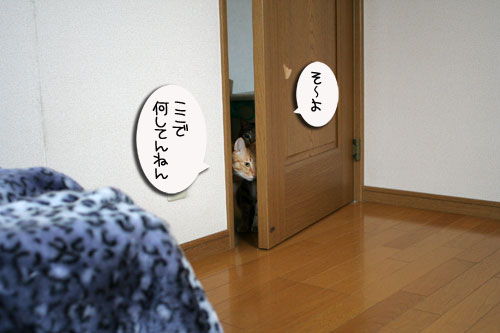 お知らせと、いもづるにゃんず_d0355333_16514382.jpg