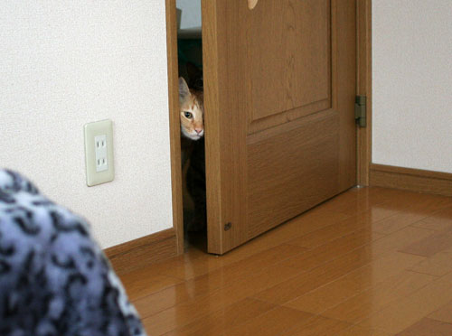 お知らせと、いもづるにゃんず_d0355333_16514391.jpg