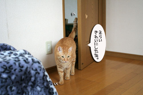 お知らせと、いもづるにゃんず_d0355333_16514446.jpg
