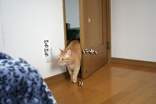 お知らせと、いもづるにゃんず_d0355333_16514477.jpg