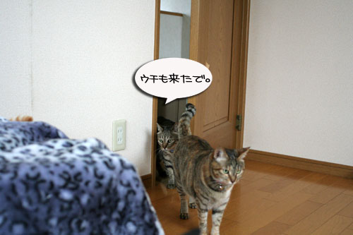 お知らせと、いもづるにゃんず_d0355333_16514556.jpg