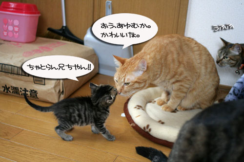 お知らせと、いもづるにゃんず_d0355333_16514580.jpg
