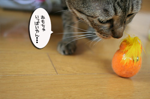 お知らせと、いもづるにゃんず_d0355333_16514606.jpg