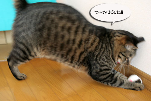お知らせと、いもづるにゃんず_d0355333_16514714.jpg
