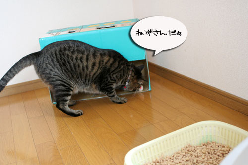 お知らせと、いもづるにゃんず_d0355333_16514742.jpg