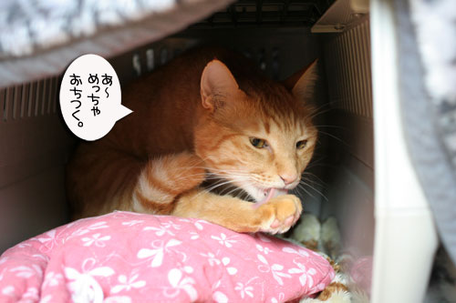 お知らせと、いもづるにゃんず_d0355333_16514969.jpg