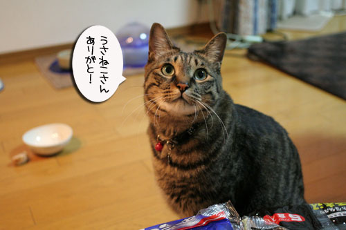 にゃごや名物★味噌煮込みうどんリベンジ!_d0355333_16515484.jpg