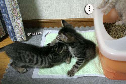3ちび~ず合流!_d0355333_16520190.jpg
