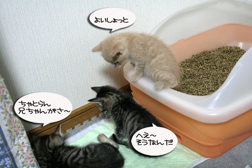 3ちび~ず合流!_d0355333_16520205.jpg