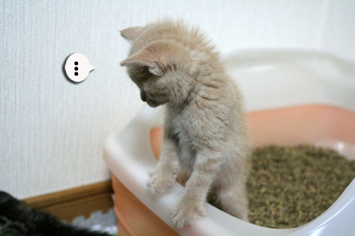 3ちび~ず合流!_d0355333_16520289.jpg
