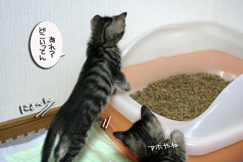 3ちび~ず合流!_d0355333_16520309.jpg
