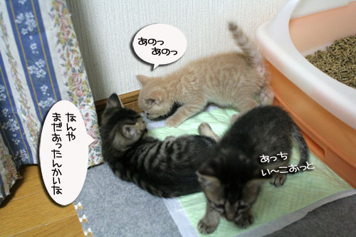 3ちび~ず合流!_d0355333_16520379.jpg