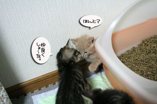 3ちび~ず合流!_d0355333_16520408.jpg