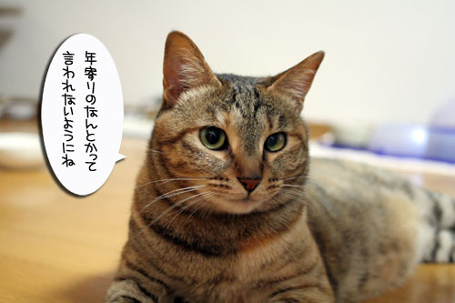 旅の準備・その時にゃんずは_d0355333_16521295.jpg