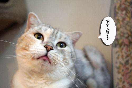 旅の準備・その時にゃんずは_d0355333_16521370.jpg