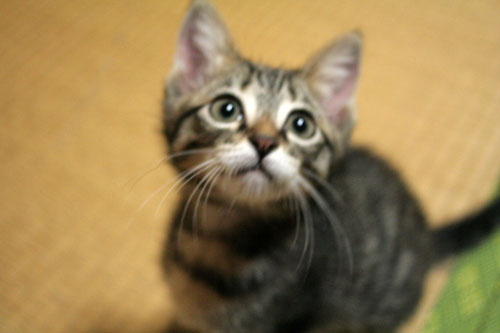 子猫の成長は早い_d0355333_16523329.jpg
