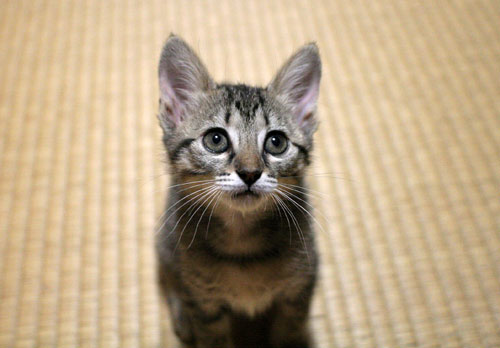子猫の成長は早い_d0355333_16523331.jpg