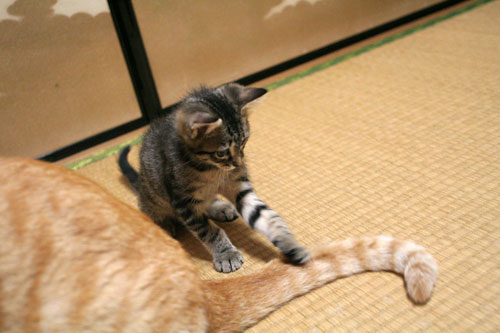子猫の成長は早い_d0355333_16523421.jpg