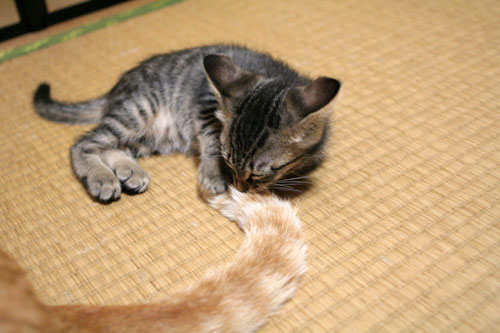 子猫の成長は早い_d0355333_16523458.jpg