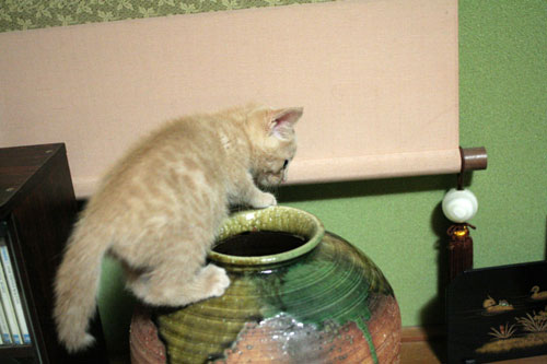 子猫の成長は早い_d0355333_16523481.jpg
